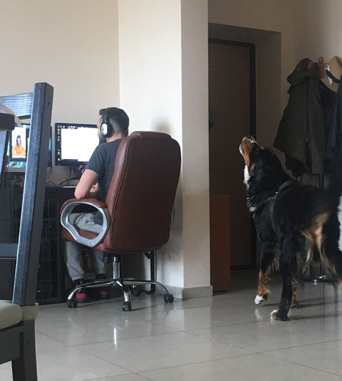 "dong nghiep" moi vui nhon khi phai lam viec o nha mua dich covid-19 hinh 6