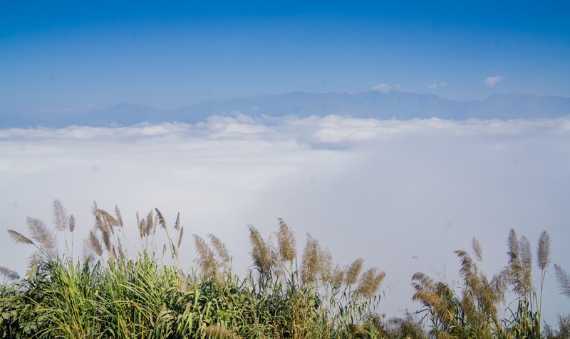 cuc tay a pa chai - mot tieng ga gay ba nuoc cung nghe hinh 4