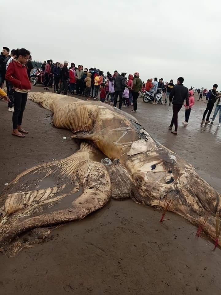 phat hien xac ca voi nang gan 10 tan troi dat vao bo bien ninh binh hinh 1