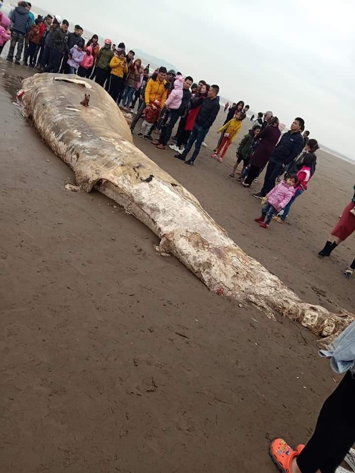 phat hien xac ca voi nang gan 10 tan troi dat vao bo bien ninh binh hinh 2