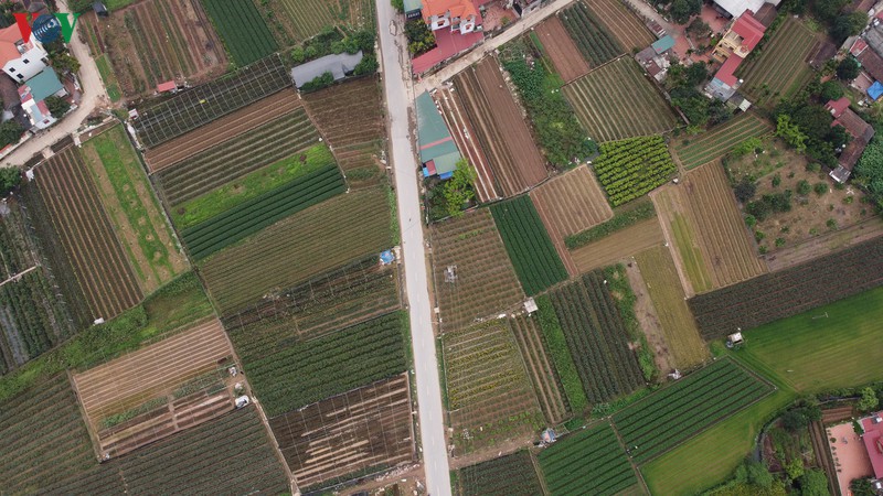 kho quan ly neu de nguoi dan thon ha loi di cham soc, thu hoach hoa hinh 5