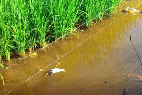 dung kich dien tu che de diet chuot, mot nguoi dan ong o hue tu vong hinh 1