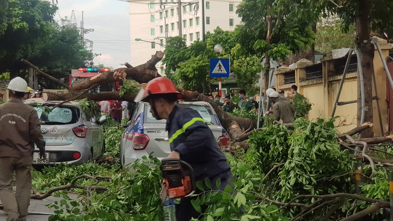 cay co thu do de bep 3 o to canh cong benh vien o ha noi hinh 1