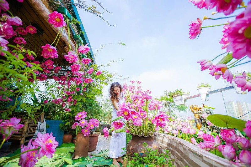 phan biet giua hoa sen va hoa quy hinh 4