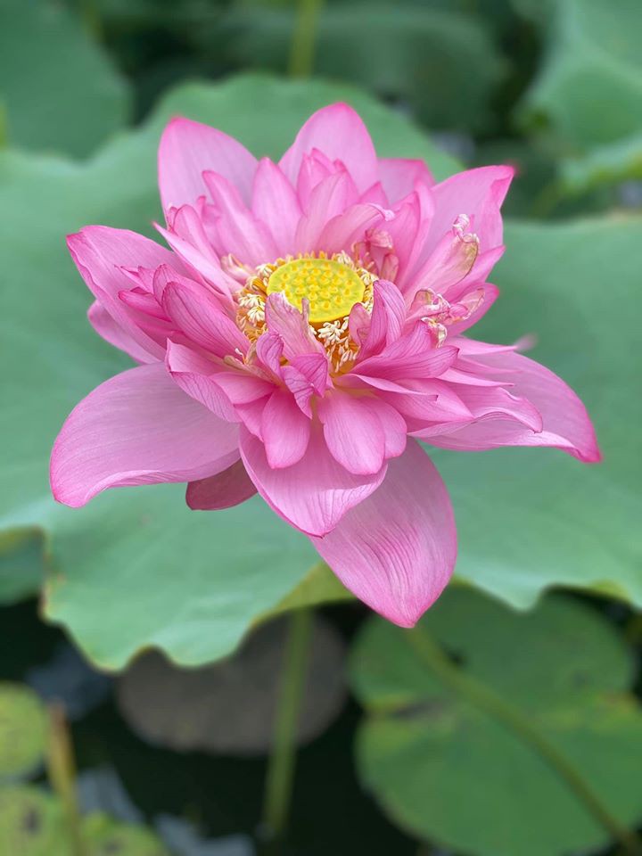 phan biet giua hoa sen va hoa quy hinh 2