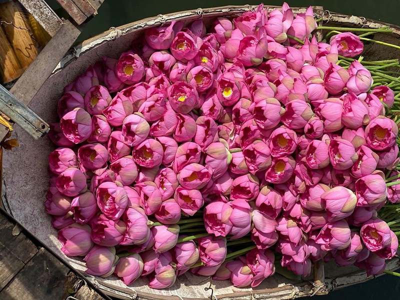 phan biet giua hoa sen va hoa quy hinh 1