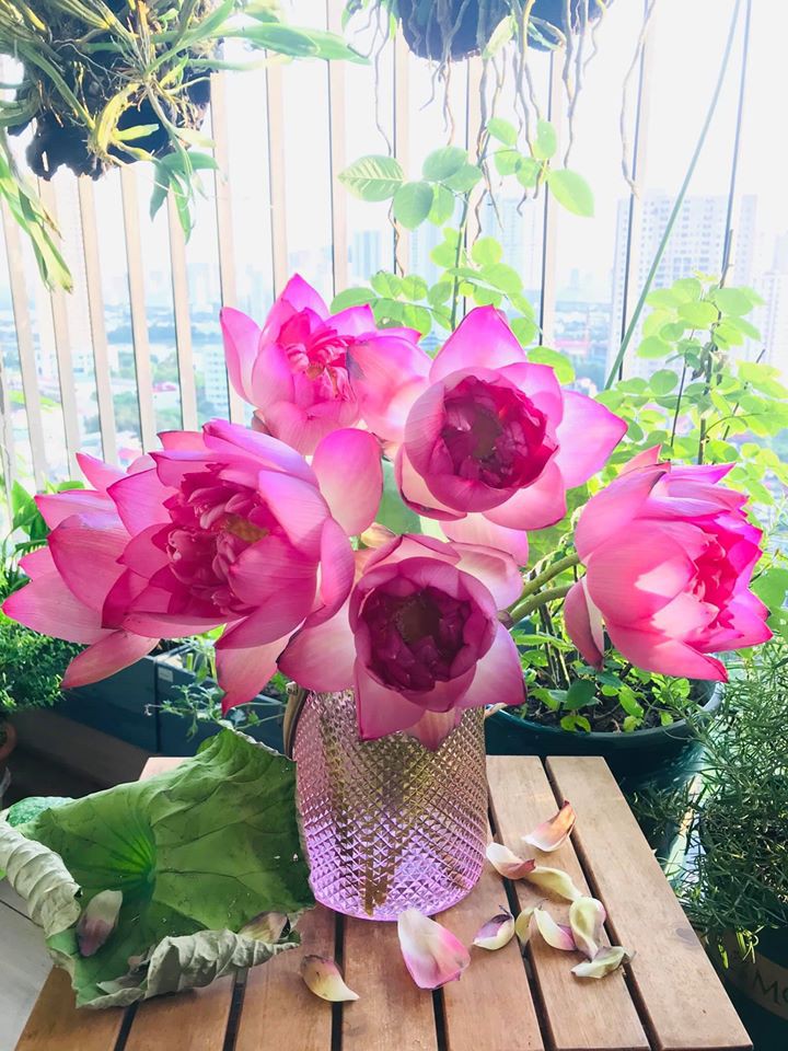 mua cua nhung nguoi yeu sen hinh 5