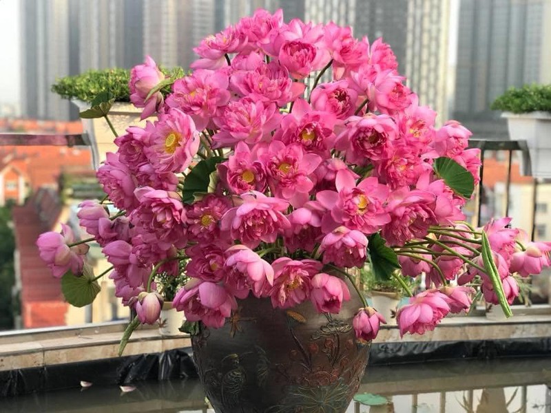 mua cua nhung nguoi yeu sen hinh 4