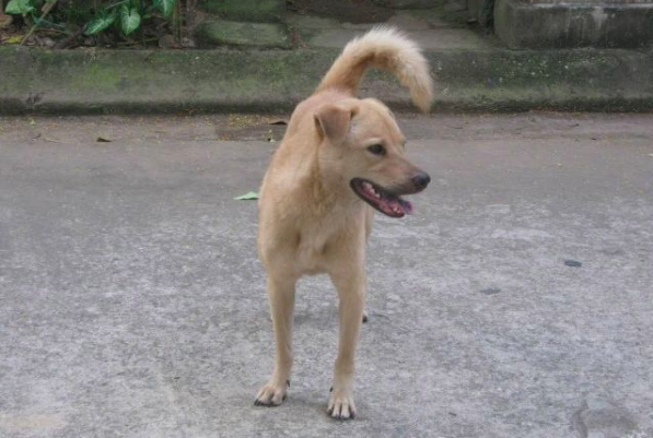 tran dang khoa tet tuat ke chuyen cho hinh 1