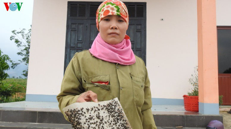 quang binh: trai bo gay o nhiem, dan khon kho vi ruoi hinh 1