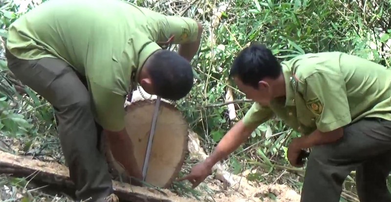 khoi to 5 doi tuong pha rung dac dung hinh 1