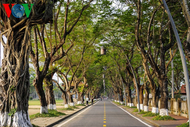 co do hue tho mong sang mung 1 tet hinh 11