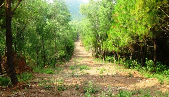 dong nai xay dung hon 4 ngan ha duong bang can lua phong chay rung hinh 1