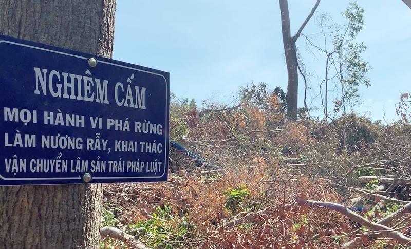 khoi to vu pha rung trong nhung ngay nghi tet canh ty 2020 hinh 1