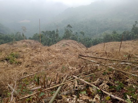 khoi to 10 doi tuong pha rung o lao cai hinh 1