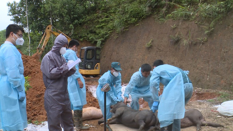 ta lon chau phi lan rong nhieu xa, thi tran, lao cai khoanh vung dich hinh 1