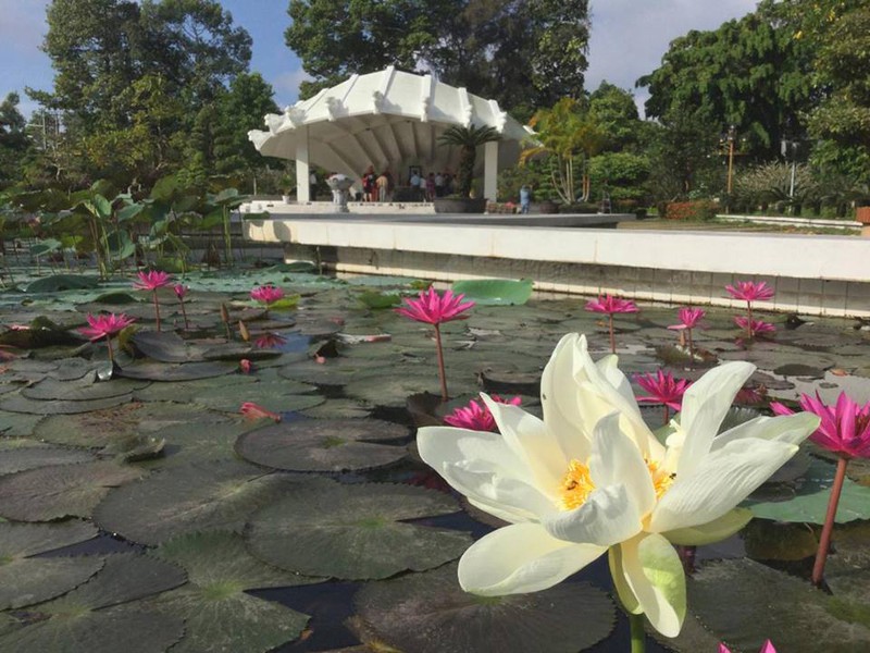 ve cao lanh vieng khu di tich than sinh chu tich ho chi minh hinh 1